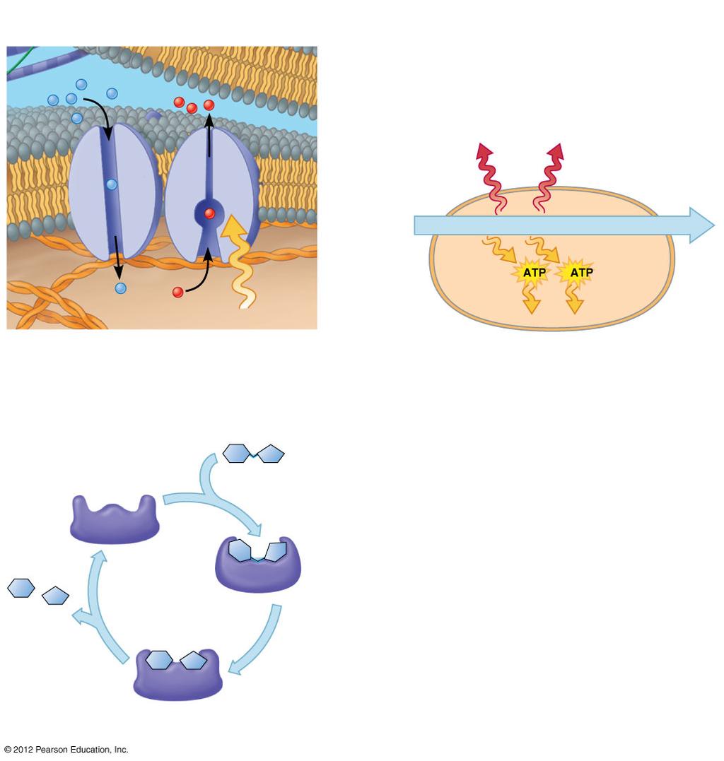 Cellular respiration I. Membrane Structure and Function II.