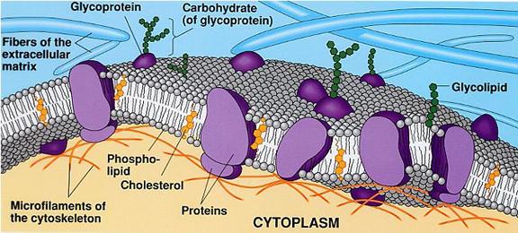 Membranes A Fluid Mosaic Membranes are composed of A phospholipid bilayer Embedded and