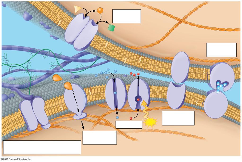 Fibers of extracellular matrix (ECM) Enzymatic activity Phospholipid Cholesterol CYTOPLASM Cell-cell recognition Receptor Signaling molecule Transport ATP Intercellular