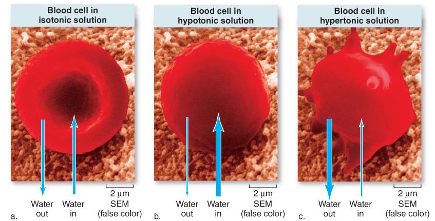 Red Blood Cells are