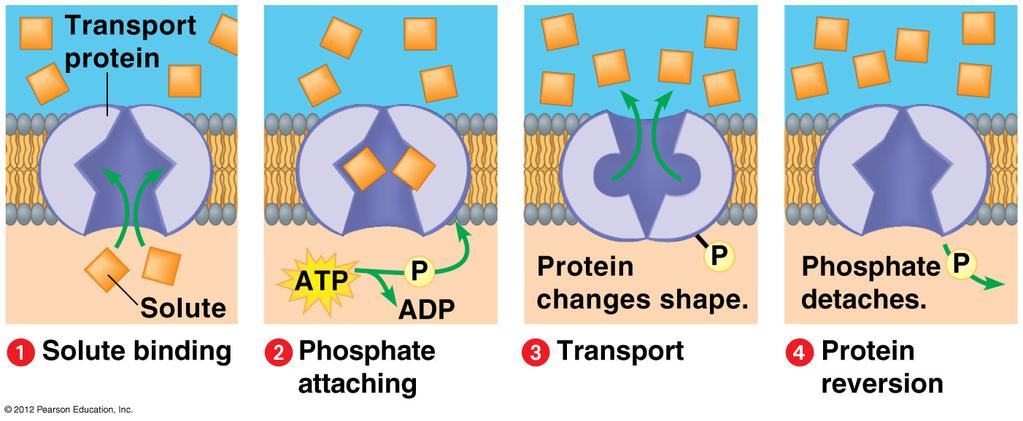 Cells Expend Energy in Active Transport Cells have a