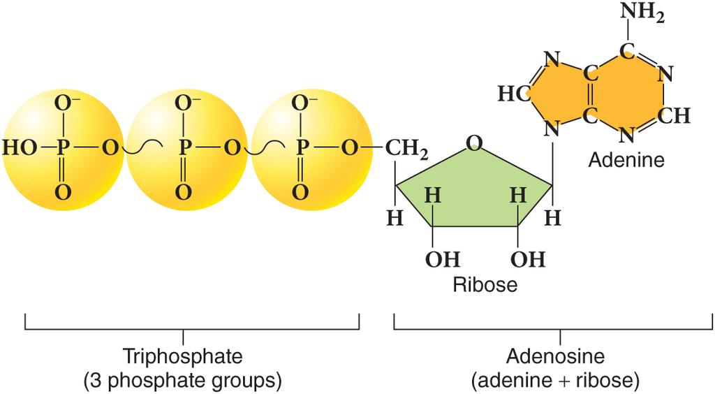 ATP is Cellular Energy Currency Adenosine triphosphate (ATP) is a nucleotide