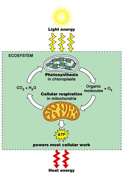 Remember the carbon cycle: the relationship