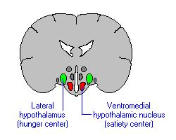 Blood Chemistry & The Brain Damage to the hypothalamus can create weight difficulties either too much or little.