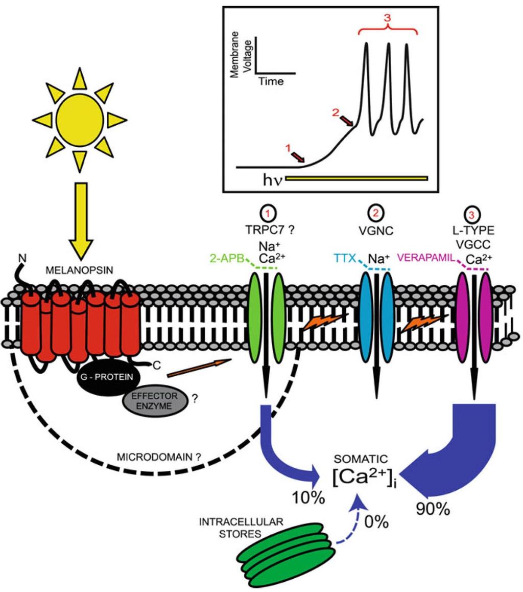 70 P i c k a r d & Sollars in Rev Physiol Biochem Pharmacol 162 (2012) Fig. 2 Schematic overview of phototransduction and light-evoked Ca2+ influx in mammalian iprgcs.