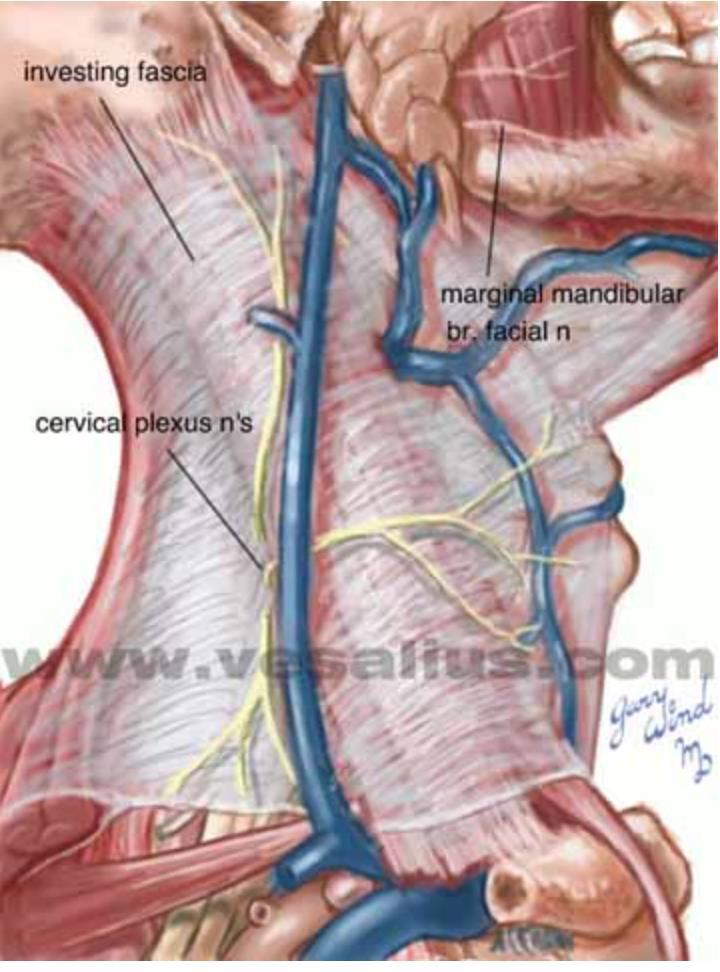 Vertebra in the Cervical