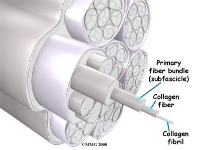 Connective Tissue Properties Connective tissue is composed of both elastic and collagen fibers.