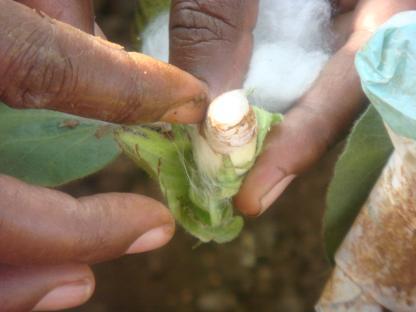 Emasculation and Pollination Techniques in Cotton Selfing In the selfing of cross-pollinated species, it is essential that the flower are bagged or otherwise protected to prevent natural