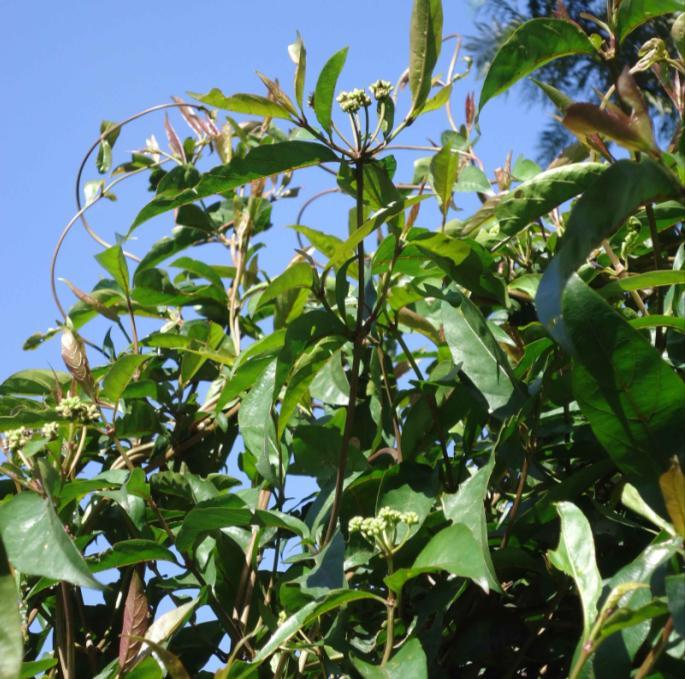 Materials and methods Plant collection and identification The leaves of Morinda umbellata L. (Fig.