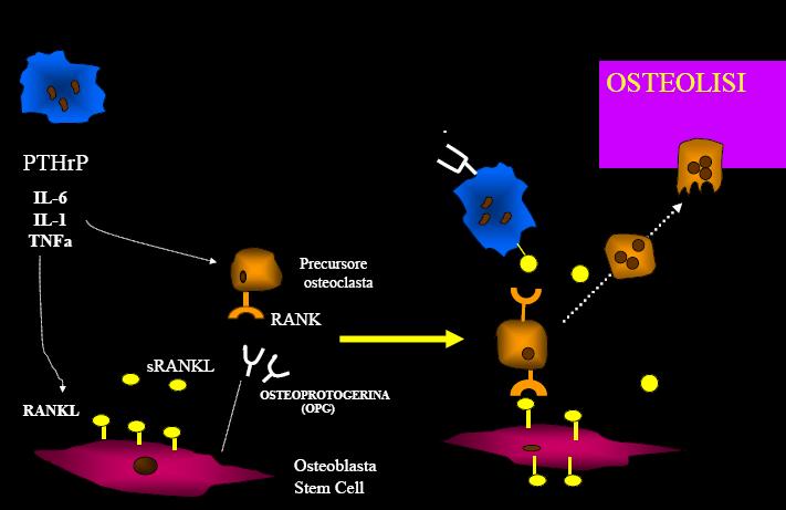 and secretion of RANKL from osteoblasts RANKL induces the maturation of