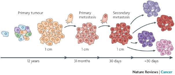 Linear Progression Cancer cells
