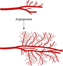 Definition of Angiogenesis: Formation of new blood vessels/capillaries from the pre-existing vessels/capillaries Involves - sprouting - splitting - Remodeling (of the existing