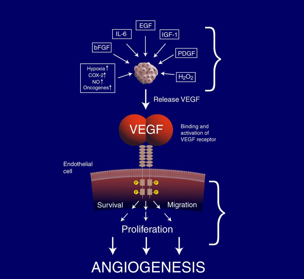 VEGF Is a Key Mediator of Angiogenesis Upstream