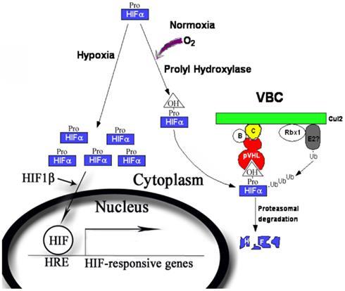 Role of hypoxia in angiogenesis: (Hypoxia - HIF VEGF module) Angiogenic Switch Or Mutant VHL