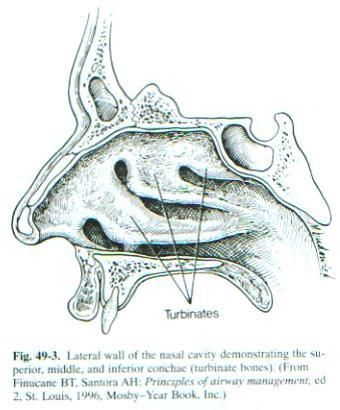Anatomy of the Airway Nagelhout, 5 th edition, Chapter 26 Morgan & Mikhail, 5 th edition, Chapter 23 Mary Karlet, CRNA, PhD Airway Anatomy The airway consists of the nose, pharynx, larynx, trachea,