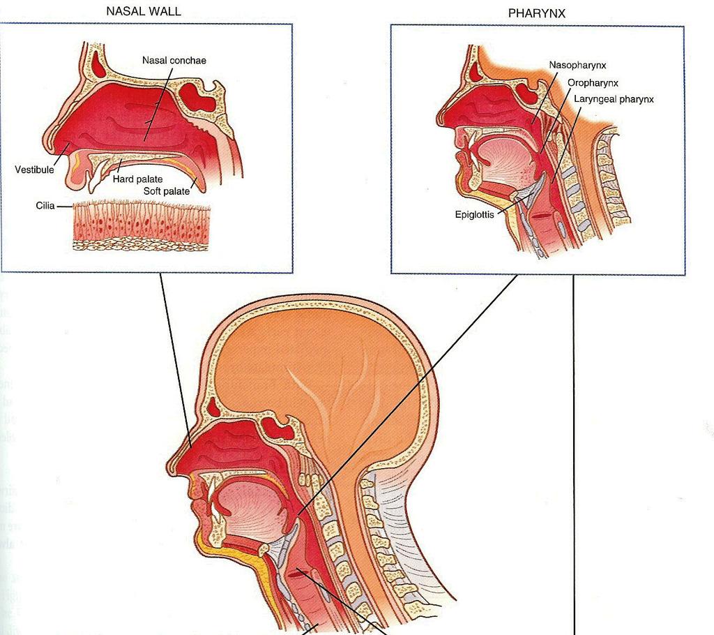 Nasopharynx: opens anteriorly to nasal cavity Oropharynx: opens