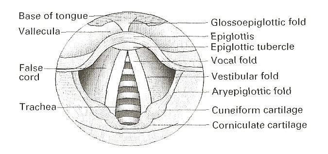 Airway Anatomy 9 Laryngeal Cartilages Unpaired Cartilages Epiglottis: separates oropharynx from hypopharynx; covers entrance to larynx Thyroid: vc attaches to anterior thyroid cartilage Cricoid