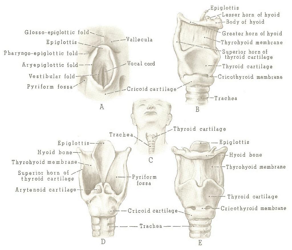 Membranes of the Larynx Thyrohyoid membrane suspends the larynx from the hyoid bone Cricothyroid membrane recommended site for emergency establishment of airway; also site