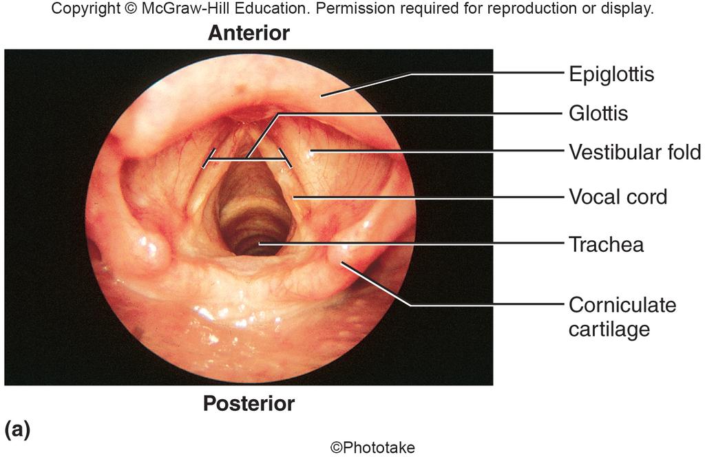 Endoscopic View of the