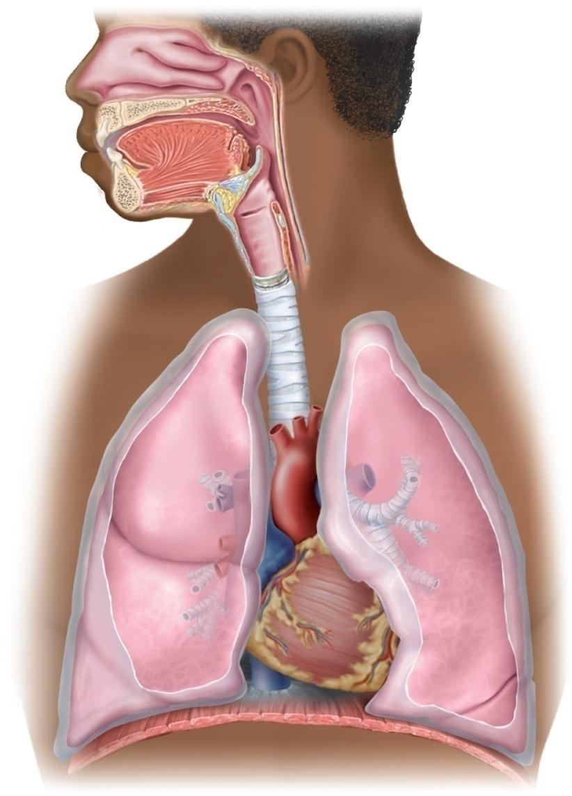 The Respiratory System Copyright The McGraw-Hill Companies, Inc. Permission required for reproduction or display.