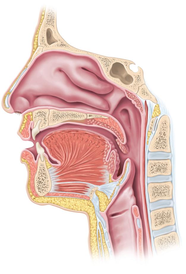 Anatomy of the Upper Respiratory Tract Copyright The McGraw-Hill Companies, Inc. Permission required for reproduction or display.