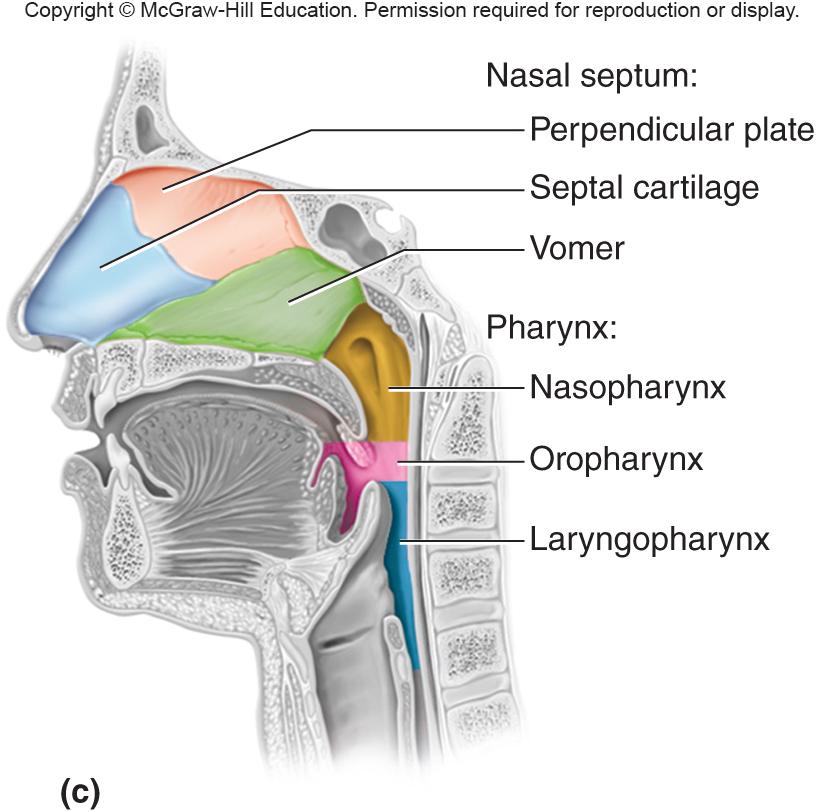 Anatomy of the Upper