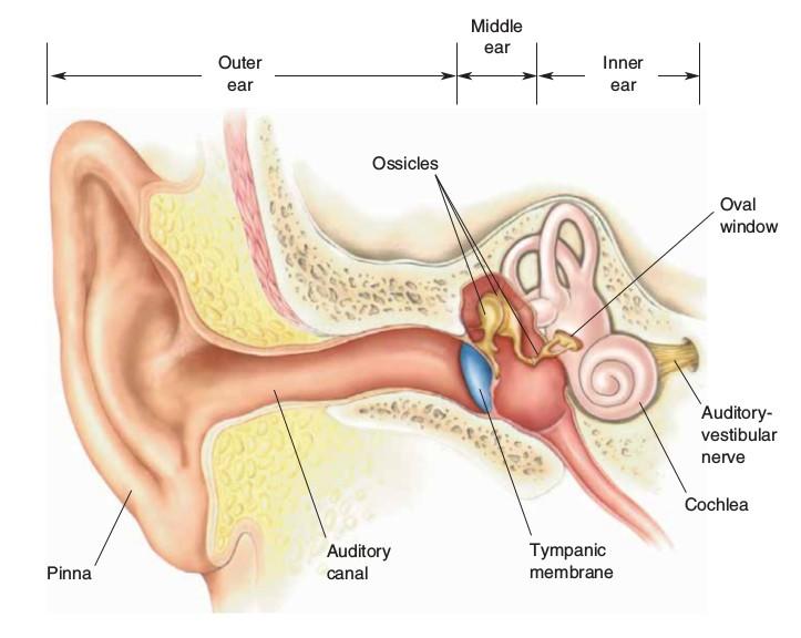 Auditory periphery: organs of hearing Outer ear: protection, amplification, localization cues Middle ear: