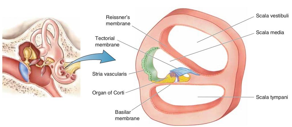 Cochlear anatomy Coiled structure with three liquid filled