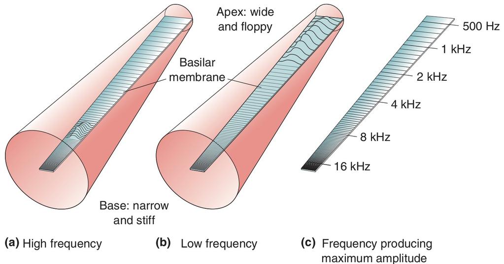 Basilar membrane Sound pressure variations coupled to the inner ear via the tympanic membrane
