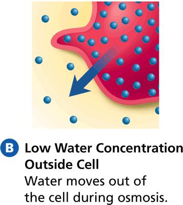 Water moves (B) the cell during osmosis which causes the cell to (C). C. shrink D.