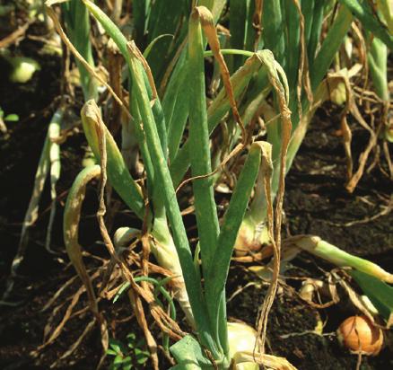 and optimizing fungicide resistance management. Botrytis leaf blight of onion develops in two phases.