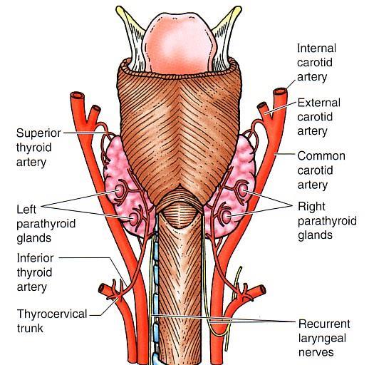 Parathyroid Gland Supply o They are supplied by superior & inferior thyroid arteries.