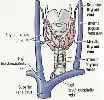 o Lymph nodes: Deep cervical & paratracheal lymph nodes.