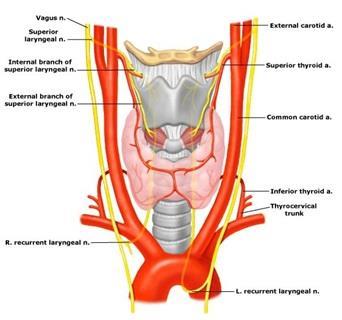 Clinical Notes o The external laryngeal nerve runs close to the superior thyroid artery before turning medially to supply the cricothyroid muscle.