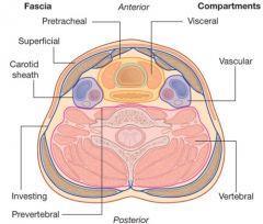 Prevertebral layer (surrounds vertebra and muscles).
