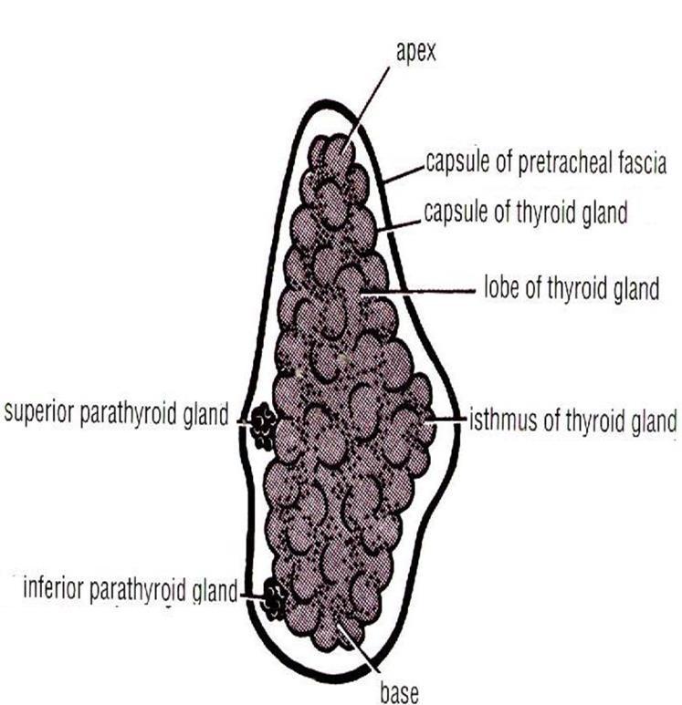The gland is surrounded by a facial sheath derived from the pretracheal layer of the deep cervical fascia.