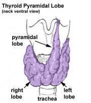 Thyroid gland o A 3 rd small pyramidal lobe is often present which projects from the