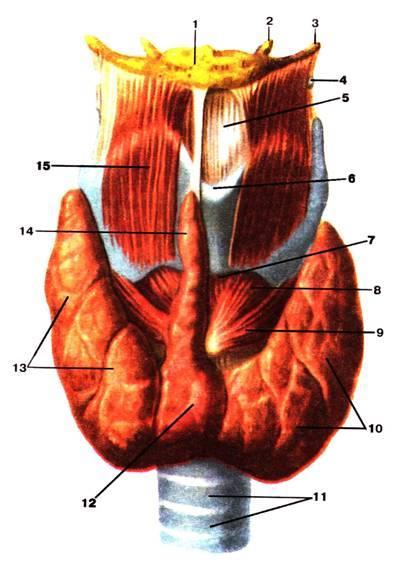 o The Pyramidal lobe is connected to hyoid bone by a fibrous or muscular band called