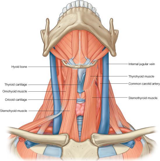 Sternomastoid* carotid artery as well as the internal carotid artery (medial)