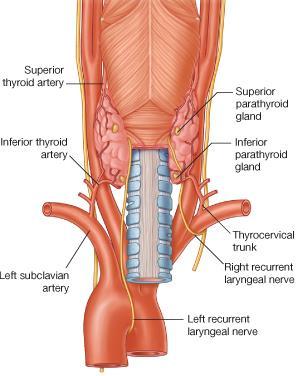 Thyroid gland Arterial supply 1-Superior thyroid artery.: A branch of the external carotid artery. It descends to the upper pole of the gland, with the external laryngeal nerve (IMPORTANT)!