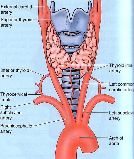 2- Thyroidea ima artery: If present ( مو موجودة عند كل الناس,( it arises from aortic arch or from the brachiocephalic artery. It ascends in front of the trachea to reach the isthmus.