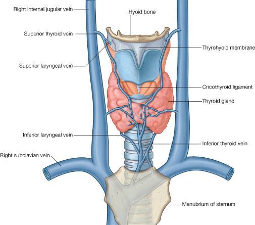 brachiocephalic vein Lymph Of the Thyroid Gland: Deep cervical & paratracheal lymph nodes.