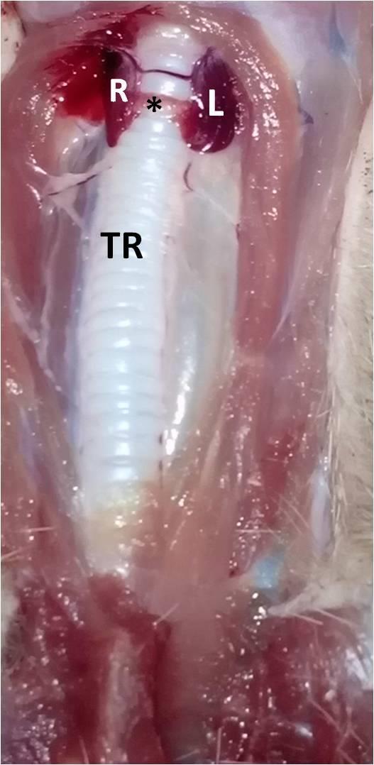 RESULTS AND DISCUSSION Result This research revealed that the thyroid gland in adult mongooses is located on either side of dorsolateral aspect of the trachea at its most cranial part.