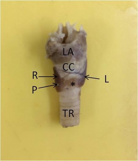 Cricoid Cartilage, L) Left Lobe, R) Right Lobe, *) Isthmus In male mongoose, the left lobe is semilunar shaped with round poles and is situated obliquely on the dorsolateral aspect of trachea
