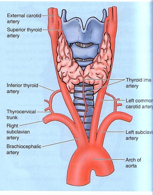 ARTERIAL SUPPLY 1-Superior thyroid a.: : It is a branch from the external carotid a. It descends to the upper pole of the lobe, with the external laryngeal nerve.