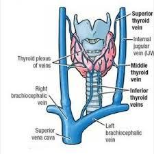 vein Lymph Of the Thyroid Gland : Deep cervical & paratracheal lymph nodes.