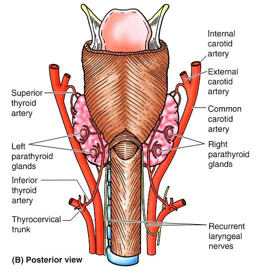 PARATHYROID GLANDS They are supplied by superior & inferior thyroid arteries. Their veins are drained to superior, middle and inferior thyroid veins.
