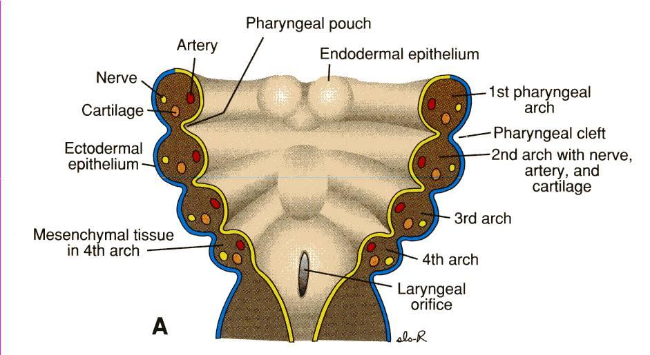 Pharyngeal Apparatus The head & neck region develops from the pharyngeal apparatus.