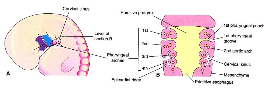 The mesoderm in the head and neck regions divided into sex cubical masses called the 6 pharyngeal or branchial arches.