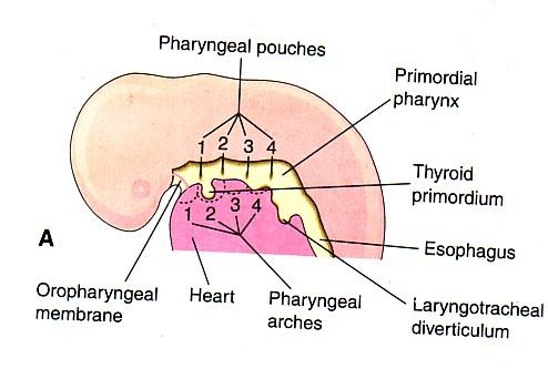 THYROID PRIMORDIUM By the 24 th day after fertilization, the thyroid gland begins its development.